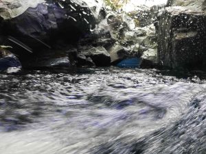 広島マリホ水族館の渓流の流れ